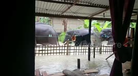 Herd of wild elephants walk knee-deep in floodwater foraging for food in northeast India