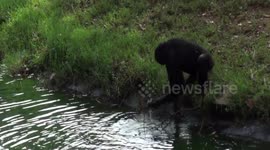 Clever chimpanzee uses a branch as a tool to grab snacks in water at Uganda wildlife centre