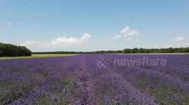 Lavander fields