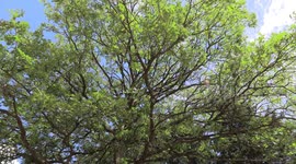 Large caterpillar and gypsy moth infestation in Markham Canada eating trees alive, happens even 7-10 years and it's 2020 so no surprise