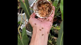 US man lets DOZENS of bugs crawl over his hand