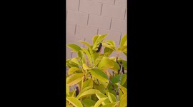 Tarantula Hawk in Las Vegas