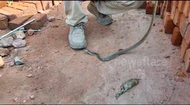A wheat Cobra that swallowed a big frog managed to spit back and escape