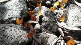 Butterfly - The tale of colorful insects migration
