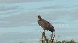 Huge endangered Lappet-faced Vulture spotted in Kruger National Park