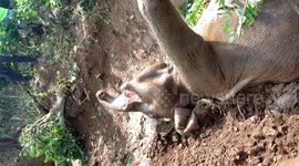 Forest officials rescue wild elephant from muddy pit in eastern India