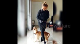 Bowtie-clad dog performs incredible dance routine with owner