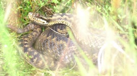 UK wildlife photographer captures footage of rare snake
