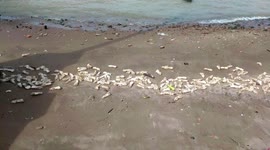 Thousands of pig feet mysteriously wash up on Chinese beach