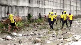 Following two-hour-long operation, disaster management officials rescue cow stranded amid river in northern India