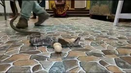Indian cobra regurgitates eggs swallowed at farmer's house
