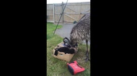Pet Emu tries to eat washing in mates garden