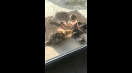 Cute flip flop kittens