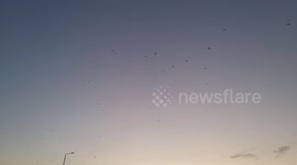 a large group of birds in the clear sky