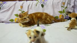 Fluffy Father Train His Kittens