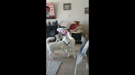 Room filled with Siberian Huskies can't stop talking to each other in San Diego