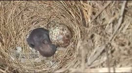 Home sparrow builds a nest in two wheeler in South India