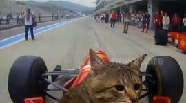Pet cat 'drives' Ferrari F1 race car round circuit in Japan