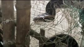 Snake rescuer rescue 13 feet phyton which was tangled in net when it raided poultry farm in North Eastern India.
