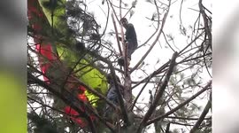 Paragliders rescued by authorities after getting stuck in tree in India