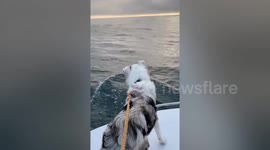Adorable video captures a dogs priceless reaction to seeing dolphins for the first time