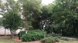 Whipping winds force leaves to majestically fall in movie-like scene