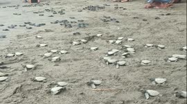Indonesia residents help release thousands of baby turtles