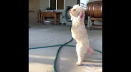 Cora the two-legged dog 1