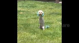 Meet the two-legged rescue dog that hops like a bunny