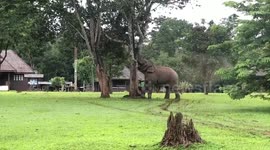 Elephant climbs tree to grab fruit for its breakfast in Thailand