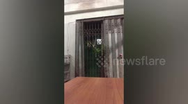 Clever Kitten Escapes From Door At Night