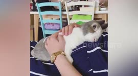 Adorable rabbit loves cuddling with his owner