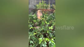 Terrifying king cobra pokes head through bush in Vietnam
