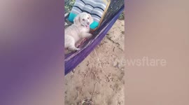 Pet Poodle Relaxes On Hammock