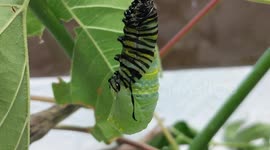 Incredible timelapse documents monarch caterpillar's chrysalis transformation
