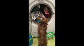This chihuahua goes barking mad at her owner washing her dresses