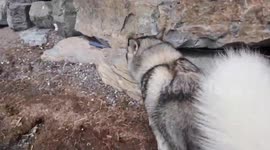 Alaskan Malamute Sojou notices the golden Jesus statue for the first time