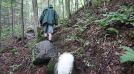 Alaskan Malamute Sojou sniffs out Garter Snake in the woods