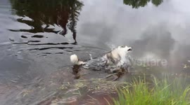 Alaskan Malamute Sojou spends her summers swimming