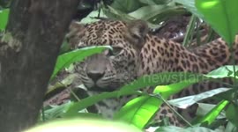 Leopard rescued after trapping itself in snare in Sri Lanka