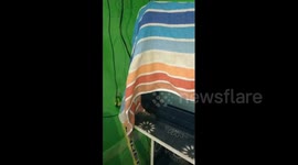 Indian villager finds deadly cobra on his TV stand in eastern India
