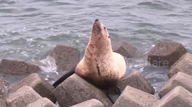 Police officers feed rare Steller sea lion found on north Chinese coast