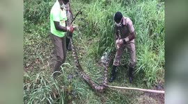 Fire department officials rescue huge python from village in southern India