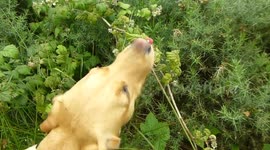 Hungry dog picks her own snacks on walk