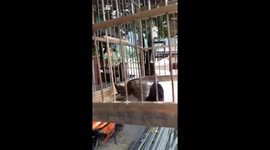 Drama queen bird fakes being dead to get attention from owner