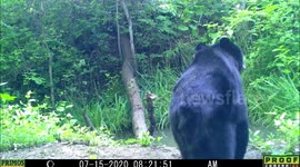 Black Bear drinks