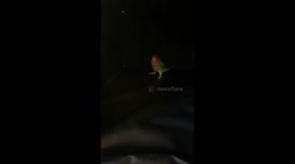 Parrot jumps like a maniac