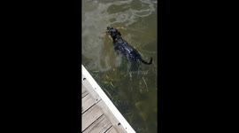 Just a dog swimming...:)