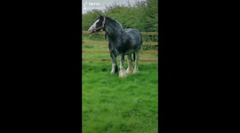 Pony performs viral tiktok dance moves