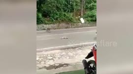 Heartbreaking moment grieving monkey tries to save dying mate hit by a car